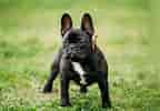 Image result for Fransk bulldog. Size: 144 x 100. Source: www.zooplus.dk