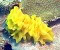 Image result for "clathrina Contorta". Size: 120 x 100. Source: spongeguide.uncw.edu