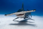 Afbeeldingsresultaten voor Shark Round Head. Grootte: 148 x 100. Bron: python.keystoneuniformcap.com