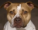 Image result for Amerikansk pitbullterrier. Size: 123 x 100. Source: www.thesprucepets.com