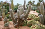 Image result for cactussen soorten. Size: 155 x 100. Source: www.jardineriaon.com