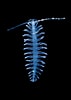 Image result for "tomopteris Euchaeta". Size: 71 x 100. Source: www.gbif.org