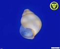 Afbeeldingsresultaten voor "Limacina trochiformis". Grootte: 122 x 100. Bron: www.mbl.edu