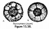 Image result for "thecosphaera Inermis". Size: 168 x 100. Source: palaeo-electronica.org