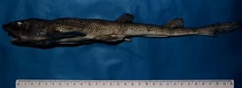 Image result for "holohalaelurus Punctatus". Size: 273 x 100. Source: shark-references.com