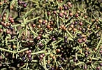 Image result for "pseudochirella Spinosa". Size: 146 x 100. Source: wnmu.edu