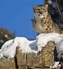 Résultat d’image pour Snow Leopards. Taille: 92 x 100. Source: www.treehugger.com