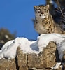 Résultat d’image pour Snow Leopards. Taille: 93 x 100. Source: www.treehugger.com