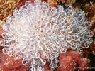 Image result for "clavelina Lepadiformis". Size: 134 x 100. Source: www.european-marine-life.org