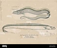 Afbeeldingsresultaten voor "trichiurus Lepturus". Grootte: 118 x 100. Bron: www.alamy.com