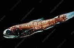 Afbeeldingsresultaten voor "lampadina Uropaos Atlantica". Grootte: 154 x 100. Bron: www.sciencephoto.com