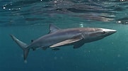 Image result for Blue Shark. Size: 181 x 100. Source: atelier-yuwa.ciao.jp