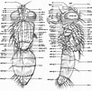 Image result for Stichasteridae Anatomie. Size: 102 x 100. Source: www.uoguelph.ca