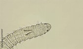 Afbeeldingsresultaten voor "phalacrophorus Pictus". Grootte: 169 x 100. Bron: stock.adobe.com