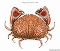 Image result for "Calappa Japonica". Size: 118 x 100. Source: proyectos-cursos.illustraciencia.info