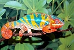 Image result for Le caméléon Animal. Size: 149 x 100. Source: wallpapercave.com