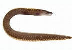 Afbeeldingsresultaten voor "gymnothorax Maderensis". Grootte: 144 x 100. Bron: fishesofaustralia.net.au