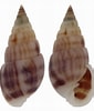 Image result for Pyramidellidae. Size: 85 x 100. Source: www.topseashells.com