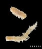 Afbeeldingsresultaten voor "malmgrenia Mcintosh". Grootte: 85 x 100. Bron: www.marinespecies.org