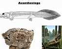 Image result for Stegocephaloides Christianiensis Stam. Size: 126 x 100. Source: mklguo.ru
