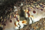 Image result for Calappa flammea Familie. Size: 147 x 100. Source: reefguide.org