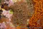 Image result for "hymedesmia Jecusculum". Size: 150 x 100. Source: www.mer-littoral.org