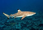 Image result for "carcharhinus Melanopterus". Size: 144 x 100. Source: www.greelane.com