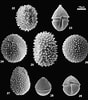 Image result for Calciodinellaceae. Size: 88 x 100. Source: www.aquasymbio.fr