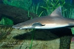 Image result for "mustelus Californicus". Size: 151 x 100. Source: www.oceanlight.com