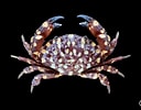 Afbeeldingsresultaten voor "phymodius Granulosus". Grootte: 128 x 100. Bron: www.crabdatabase.info