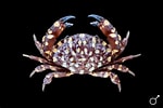 Afbeeldingsresultaten voor Vellodius Etisoides geslacht. Grootte: 150 x 100. Bron: www.crabdatabase.info