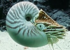 Image result for "lithelius Nautiloides". Size: 141 x 100. Source: www.pinterest.com