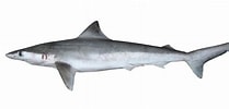 Image result for "carcharhinus Macloti". Size: 209 x 100. Source: fishider.org