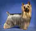 Billedresultat for Silky Terrier. størrelse: 118 x 100. Kilde: www.britannica.com