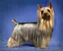 Image result for Silky Terrier. Size: 124 x 100. Source: www.britannica.com