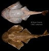 Image result for "squatina Dumeril". Size: 96 x 100. Source: shark-references.com
