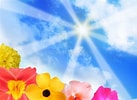 Résultat d’image pour Rayon de soleil sur Fleur. Taille: 137 x 100. Source: fr.dreamstime.com