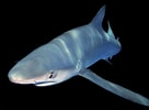 Image result for blauwe haai. Size: 136 x 100. Source: www.adcdiving.be