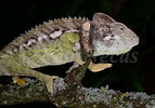 Image result for "corycaeus Furcifer". Size: 143 x 100. Source: www.chameleons.info