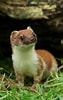 Afbeeldingsresultaten voor Stoat animal. Grootte: 63 x 100. Bron: britishwildlifecentre.co.uk