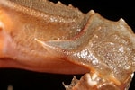 Image result for "liocarcinus Depurator". Size: 150 x 100. Source: www.aphotomarine.com