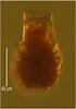 Afbeeldingsresultaten voor "codonellopsis Morchella". Grootte: 70 x 100. Bron: gallery.obs-vlfr.fr