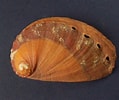 Image result for "haliotis Tuberculata". Size: 119 x 100. Source: www.forumcoquillages.com