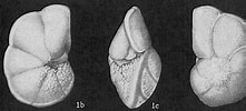 Image result for "globorotalia Tumida". Size: 221 x 100. Source: www.marinespecies.org