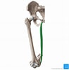 Image result for Musculus Gracilis Slagader. Size: 98 x 100. Source: www.kenhub.com