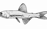 Afbeeldingsresultaten voor Lampanyctus pusillus Anatomie. Grootte: 162 x 100. Bron: fishbase.mnhn.fr