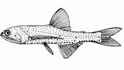 Afbeeldingsresultaten voor "lampanyctus Pusillus". Grootte: 176 x 100. Bron: fishbase.mnhn.fr