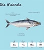 Image result for Makrele Steckbrief. Size: 87 x 100. Source: www.essen-ohne-kohlenhydrate.info