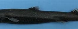 Image result for Etmopterus pusillus. Size: 264 x 67. Source: shark-references.com