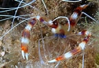 Image result for Stenopus hispidus. Size: 144 x 100. Source: www.picture-worl.org